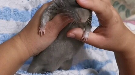 นำไอเทมใหม่มาให้ “เชือกเส้นเดียว” ฮ่าฮ่าฮ่า