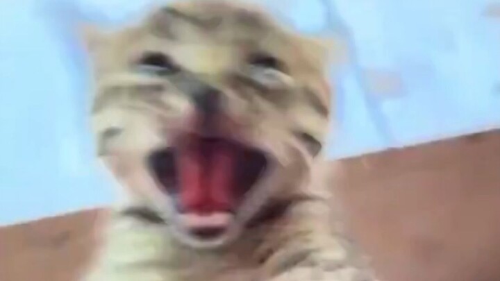 Kucing ini sangat garang