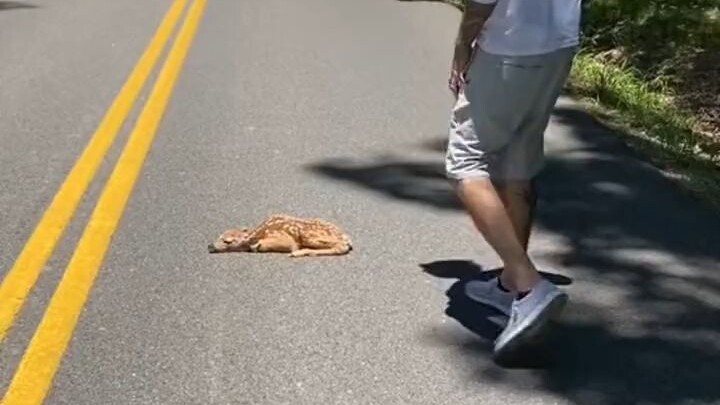 Foreign man saves a fawn by the roadside—now, as it grows up, it often comes back to visit him!