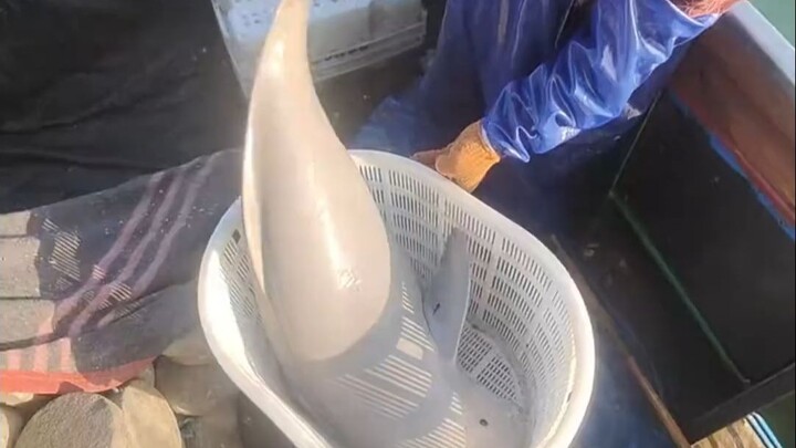 ปลาแบบนี้กินได้ไหม?