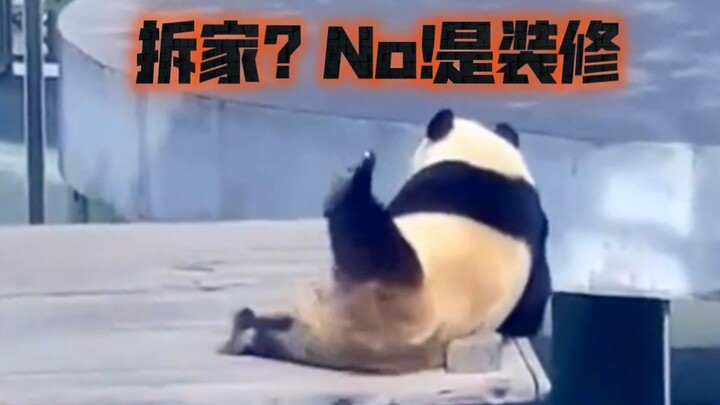 Không hài lòng với phong cách trang trí, gấu trúc lớn đội tuyết cải tạo ký túc xá