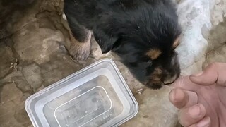 Mastiffs at the mine, drinking water for the first time