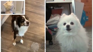 Where Are You Now but Dogs Sung It (Dogs Version Cover)