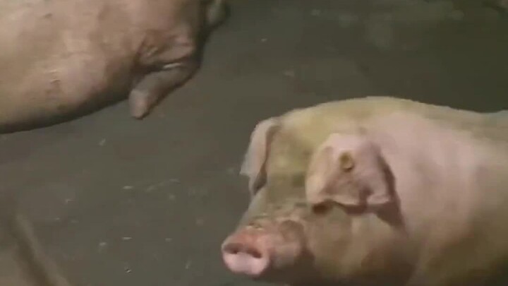 Let's Take a Look at Chongqing in Summer