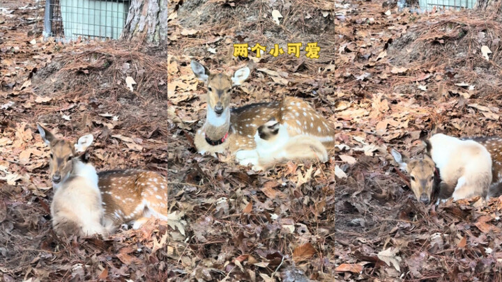 สองหนูน้อยน่ารัก💗