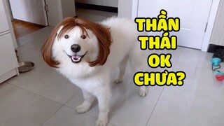 THIÊN THẦN (kinh) phiên bản lắm lông còn chảnh cún |Yêu Lu