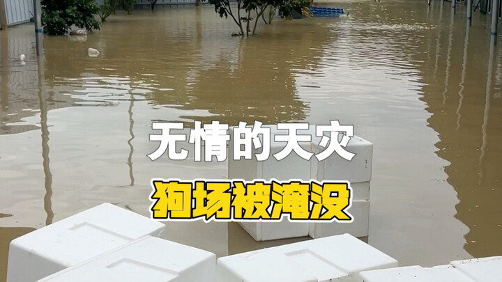 A merciless natural disaster flooded the dog farm, leaving the dogs trembling with fear.