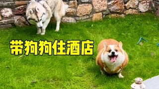 带柯基和哈士奇住酒店，会发生什么？