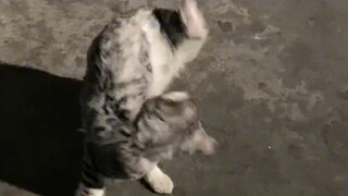 I saw a little cat whose leg was broken; it doesn't look like it was hit by a car...