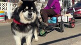 Chó Alaska: Không có một chiếc đùi gà nào miễn phí, tôi kiếm được bằng cách kéo xe bán đậu phụ!