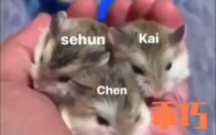 [EXO] EXO trên sân khấu concert, hahaha so sánh quá sinh động!