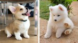 AWW 🥰 The Best Adorable Puppies in The Planet Makes Your Heart Melt 🐶| Cute Puppies