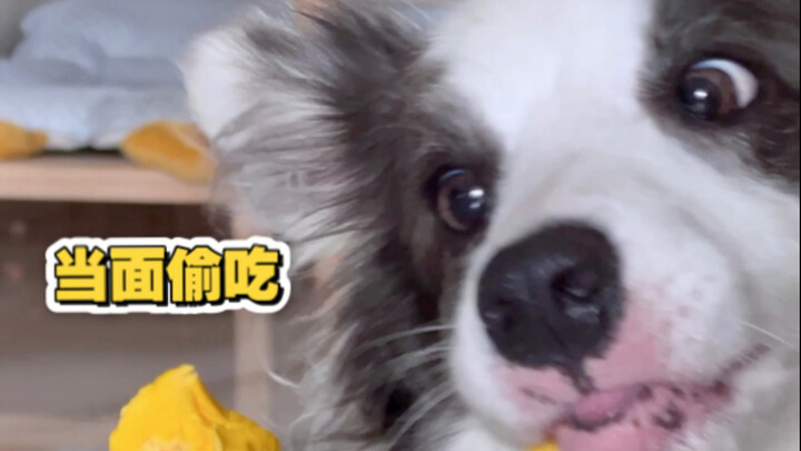 I suspect my Border Collie is just playing me.