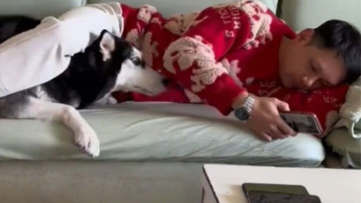 Chó Husky tranh sủng