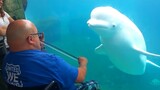 Beluga mesmerized by violin😄New Funny Animals 2023