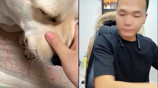 What should I do if my dog is uncooperative during her heat cycle?