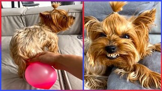 Funniest & Cutest Pets That Will Brighten Up Your Day  | Try Not To Laugh 😂😍😹