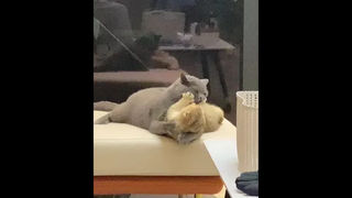 ถึงส่วนสูงจะมีน้อย แต่น้ำตาลในเลือดเกินร้อยแน่นอน