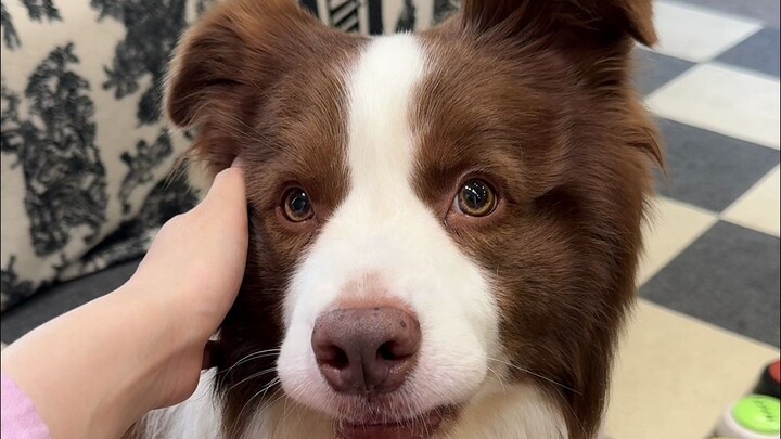 Suddenly changing the dog’s name—look at its reaction!