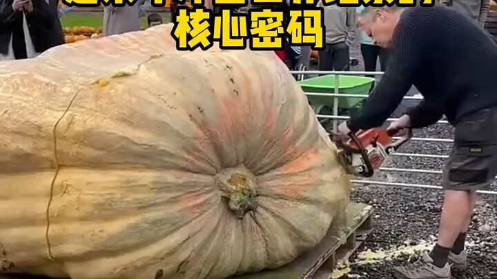 Why do they saw open a giant pumpkin after it wins?