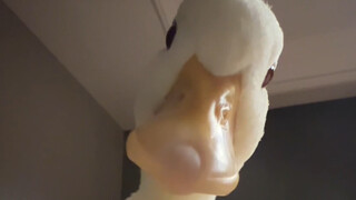 القط: ممل جدًا، سألعب مع البطة قليلًا