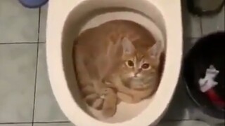 Cat|Confusing Behaviors of Cats