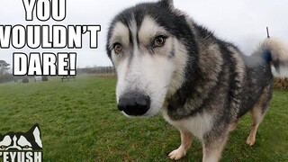 บอก Husky ของฉันว่าเขาต้องการอาบน้ำ! เขาไม่มีความสุข!