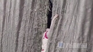 Cô gái nuôi bảy con mèo trong nửa năm khiến rèm cửa bị cào thành tua rua, "Dần dần bình tĩnh lại rồi