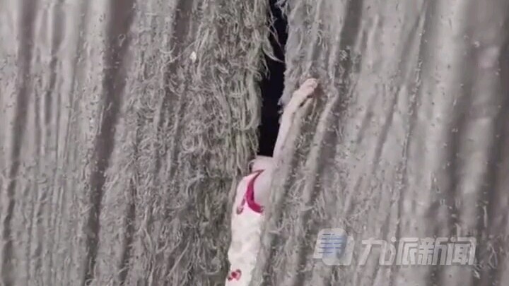 เด็กสาวเลี้ยงแมวเจ็ดตัวครึ่งปีจนม่านกลายเป็นพู่ "ค่อยๆ ใจเย็นลงแล้ว ดูดีมาก ดูอาร์ตสุดๆ!"