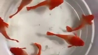 albino koi