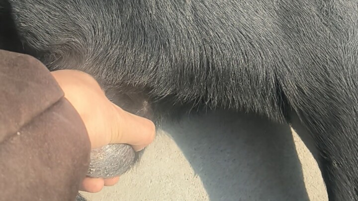 Cubit kecerdasanmu, Du Li Zhi! Hehehe!