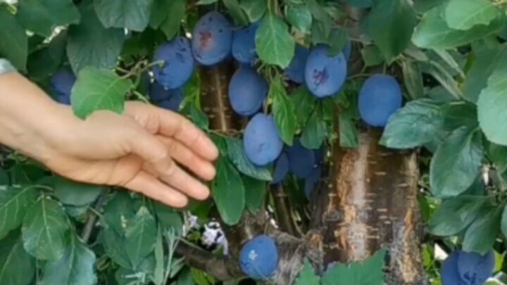 Nhanh giúp với đi, mận tây ở sân trước và sân sau đã chín rồi, hôm nay mới hái được hơn mười cân.
