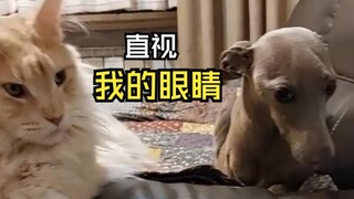 那些动物们的尴尬时刻！