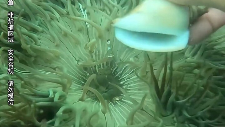 309 razor clams placed on a dancing-sleeve whelk to test its survival instincts!