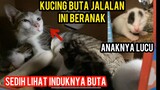 Masya Allah Kucing Buta Ini Tiba -Tiba Melahirkan Dan Mengasuh Anaknya.!