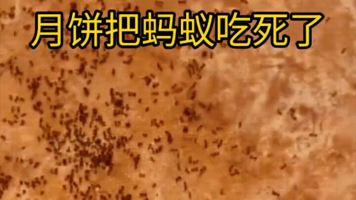 تجنبت الفخ بقوة!