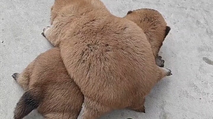 Sangat menggemaskan, cakar si anjing kecil sangat lembut