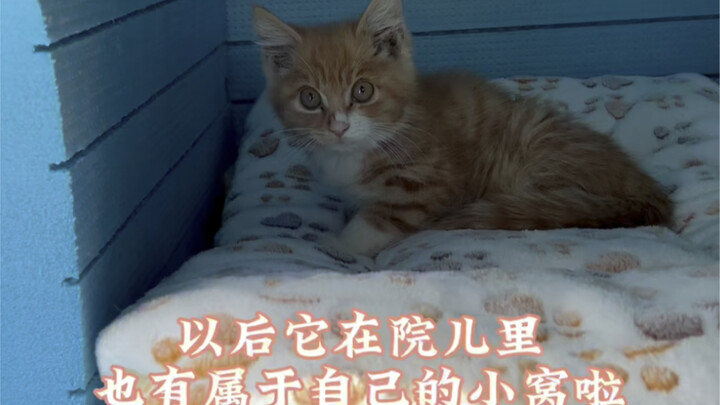 สร้างบ้านแมวฤดูหนาวพร้อมระเบียงให้กับน้องแมวส้มสามขา