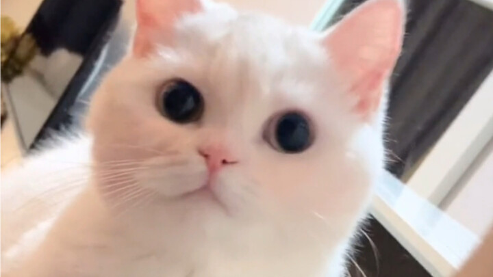 Do you love sweet yet sassy little kitties?