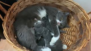 cat giving birth to 5 kittens แมวคลอดลูก แมวสก็อตทิช โฟลด์ คลอดลูก5 ตัว