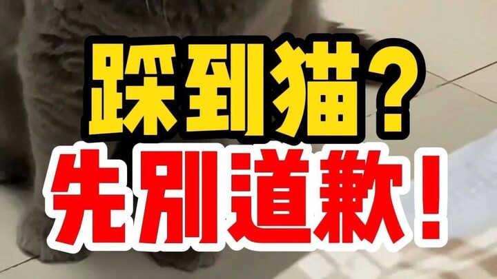 Accidentally step on a cat? Don’t apologize! It’ll just get even more scared.