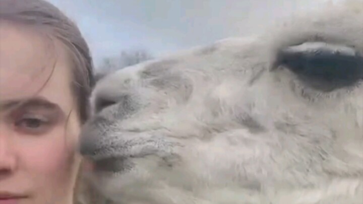 Hilarious everyday moments in the animal kingdom 😂 A remedy for your bad mood