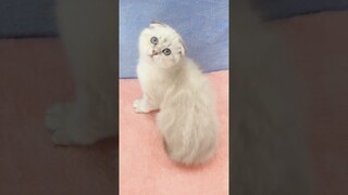 So Cute Kitten Playing Toy #shorts #kittens #cats #animals #viral #trending