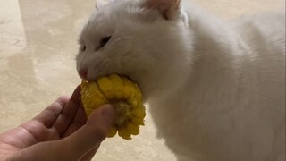 ต้ามีกับข้าวโพดของเขาและเจ้ามีจอมขี้สงสัย