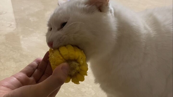 Auntie Jiang Tries to Ease Tension by Offering Dami's Favorite Corn, Then...