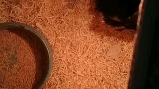 update sa mga alaga ko po napisa na po yung itlog ng serama ko 9 chicks for this beautiful black hen