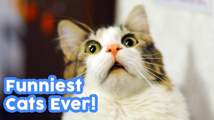 Try to Not Laugh Funny Cat Reactions Videos 🙀🙀