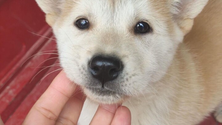 The little mutt won’t sell because it’s too expensive; people keep snapping its picture—after all, w