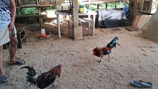 paikulan gamefarm