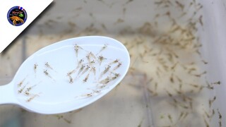 ลูกกุ้งก้ามกรามเลี้ยงในบ่อสว่างกับบ่อดำต่างกันอย่างไรพร้อมนับลูกกุ้งส่งลูกค้าสไตล์korattv